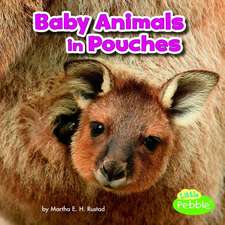 Baby Animals in Pouches