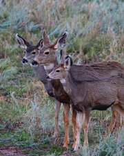 Adult Mule Deer Leftie Journal