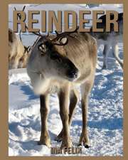 Reindeer