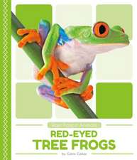 Red-Eyed Tree Frogs