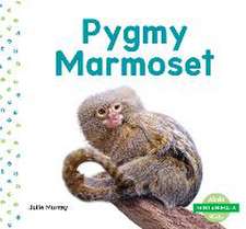 Pygmy Marmoset