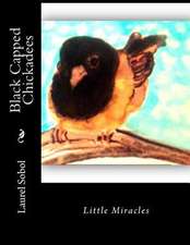 Black Capped Chickadees