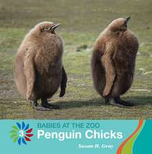 Penguin Chicks