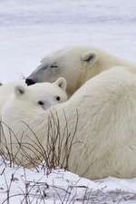 Baby Polar Bear Cub Resting on Mom Journal