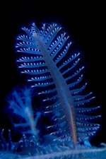 Common Sea Pen Journal