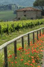 Poppies, a Field, and a Stone Farm Building in Tuscany Italy Journal