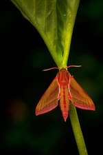 An Elephant Hawk-Moth (Deilephila Elpenor) Journal