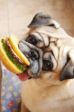 Adorable Pug Dog with a Hamburger Chew Toy Journal