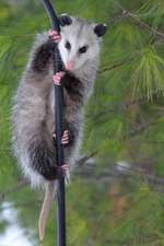 A Possum Climbing a Pole Journal