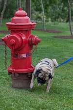 Pug Dog Watering the Fire Hydrant Journal