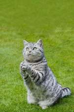 British Shorthair Tabby Cat Journal - Praying or Clapping? You Decide.