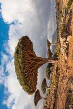 Dragon Trees at Homhil Plateau Socotra Yemen Journal