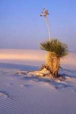 Large Soaptree Yucca Plant White Sands National Monument New Mexico USA Journal