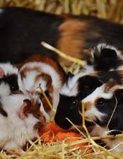 Jumbo Oversized Guinea Pig Dinner Time of Carrots