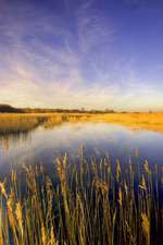 Pagham Nature Reserve United Kingdom Journal