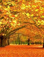 Jumbo Oversized Magnificent Fall Foliage in Croatia