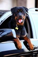 Rottweiler Dog Hanging Out a Car Window Journal