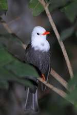 White-Headed Black Bulbul Bird Journal