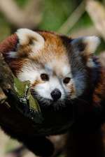 A Cute Red Panda Nestled in a Tree