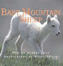 Baby Mountain Sheep