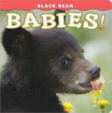 Black Bear Babies!