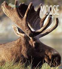 Moose