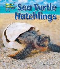 Sea Turtle Hatchlings