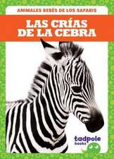 Las Crías de la Cebra (Zebra Foals)