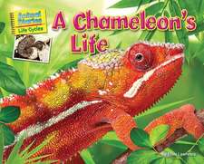 A Chameleon's Life