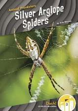 Silver Argiope Spiders