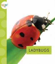 Ladybugs