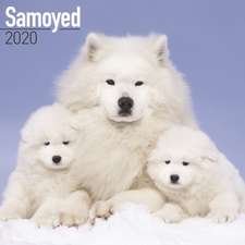 Samoyed Calendar 2020