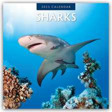 Sharks - Haie 2025 - 16-Monatskalender