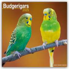 Avonside Publishing Ltd: Budgerigars - Wellensittiche 2025 -