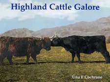 Highland Cattle Galore