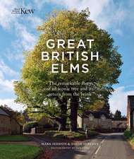 Great British Elms