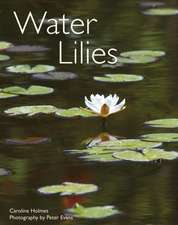 Water Lilies