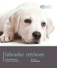 Labrador Retriever