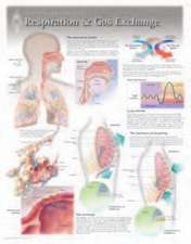 Respiration & Gas Exchange Wall Chart: 8130