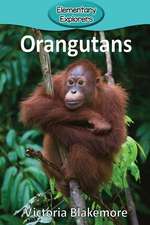 Orangutans