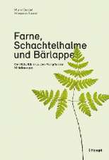 Farne, Schachtelhalme und Bärlappe