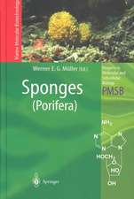 Sponges (Porifera)