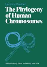 The Phylogeny of Human Chromosomes