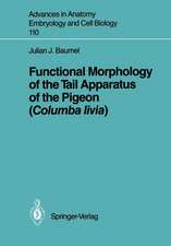 Functional Morphology of the Tail Apparatus of the Pigeon (Columba livia)