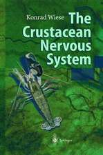 The Crustacean Nervous System