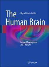 The Human Brain: Prenatal Development and Structure