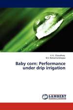 Baby corn: Performance under drip irrigation