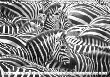 Emotionale Momente: Zebras - black & white. (Tischkalender 2016 DIN A5 quer)