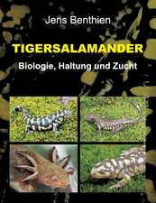 Tigersalamander