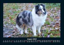 Der Hundekalender 2023 Fotokalender DIN A4